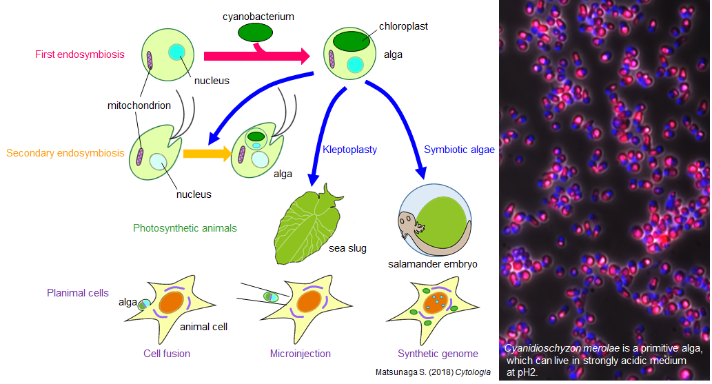 合成生物学研究部門 東京理科大学研究推進機構総合研究院